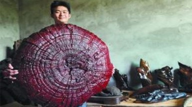 Nấm linh chi có đường kính gần một mét