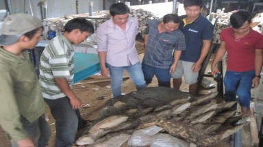   Đổ xô đi xem nấm linh chi nặng 220 kg