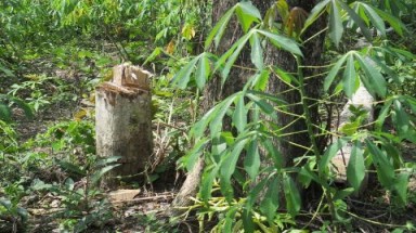  Tây Ninh: trồng rừng trên diện tích bị lấn chiếm đất rừng phòng hộ Dầu Tiếng 