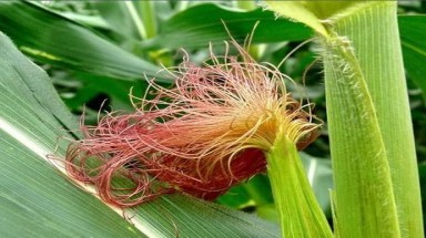 Râu ngô là "tiên dược"