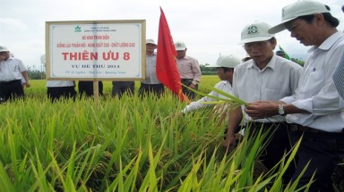   Hà Nội có thêm hai giống lúa mới năng suất, chất lượng cao