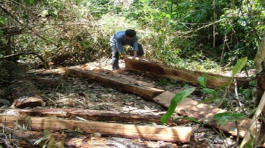   Tan hoang rừng sinh thái Bản Đôn