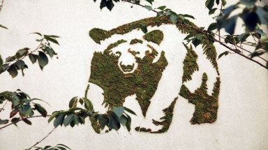  Nghệ thuật đường phố "xanh" 