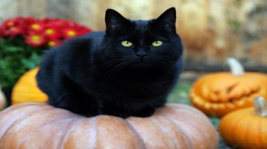  Những truyền thuyết lạ lùng về Halloween
