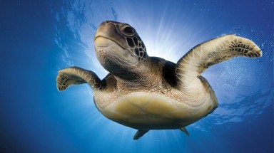  Ảnh thiên nhiên tuyệt mỹ thắng giải Smithsonian