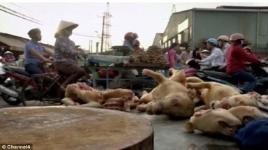  Kênh Channel 4 của Anh làm phóng sự về nạn trộm chó ở Việt Nam