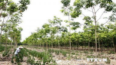  Tây Ninh: Không trồng rừng xen cây cao su trong Khu rừng phòng hộ Dầu Tiếng