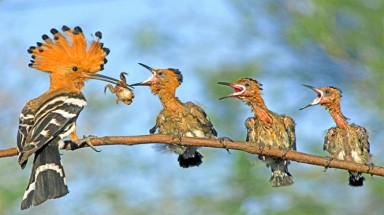  Dàn dựng ảnh để đoạt giải, ​mất mát về môi trường ai chịu?