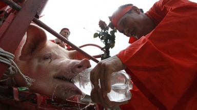  Kiên quyết không để tục chém lợn tái diễn trong năm 2016