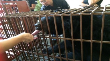 Cứu hộ cá thể gấu cuối cùng chấm dứt sự tồn tại của các trại gấu ở Quảng Ninh