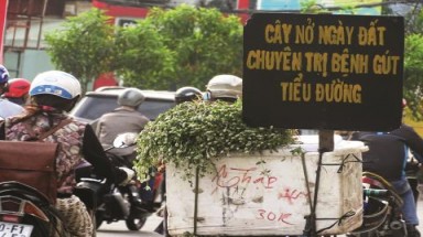  Hàng loạt chuột thí nghiệm chết khi uống cây nở ngày đất