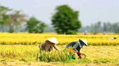  Cần Thơ đề nghị thu hồi và chuyển mục đích sử dụng gần 700 ha đất lúa