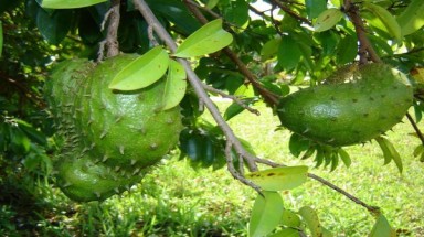  Bàn giải pháp phát triển bền vững cây mãng cầu xiêm Tân Phú Đông 