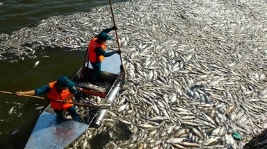 Hà Nội: Huy động bộ đội vớt cá chết trên hồ Tây