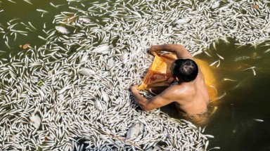  Hà Nội: Đã thu gom 200 tấn cá chết ở hồ Tây