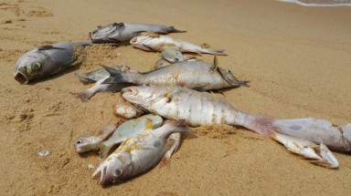   Phản ứng gay gắt với tour du lịch Formosa "cá chết hóa rồng"