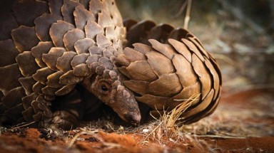  CoP17: Thế giới quyết liệt bảo vệ các loài hoang dã trong đó có voi, tê giác và hổ 
