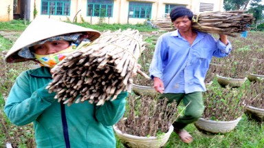  Làng hoa Tết tan hoang sau lũ lịch sử