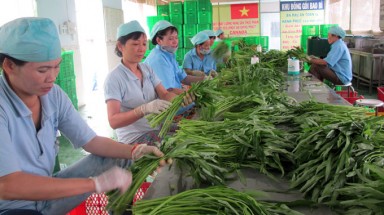  Tội nghiệp rau sạch!