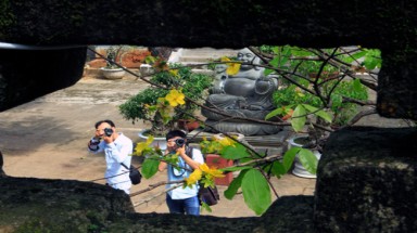 Đà Nẵng: Mai nở sớm vàng sân chùa sau bão Haiyan