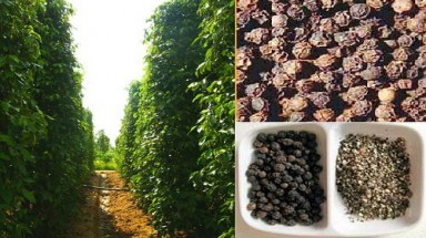  8 đặc sản quà tặng Việt Nam được xác lập kỷ lục châu Á mới