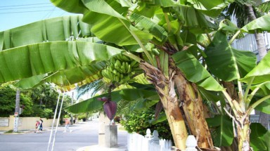  Buồng chuối... không có nải