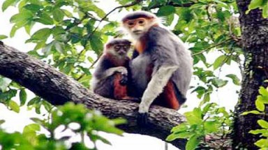  Sinh học bảo tồn có vai trò gì trong cuộc sống?