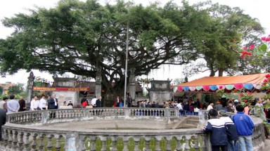 Cây Sanh cổ thụ đẹp nhất ở Thái Bình được công nhận Cây Di sản Việt Nam
