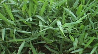 Phát triển loại cỏ mới làm giảm khí thải gây hiệu ứng nhà kính