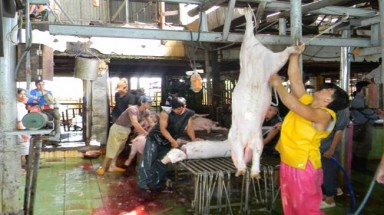   TP.HCM:Rắc rối khi đình chỉ một lò mổ ô nhiễm
