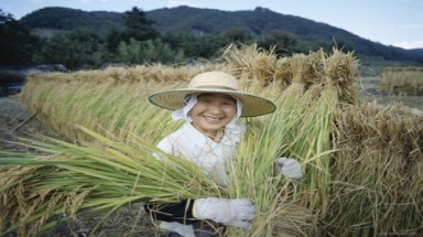  Phục hồi những cánh đồng chết ở Nhật Bản