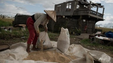  Bão Haiyan quét sạch một phần ba vụ lúa của Philippines