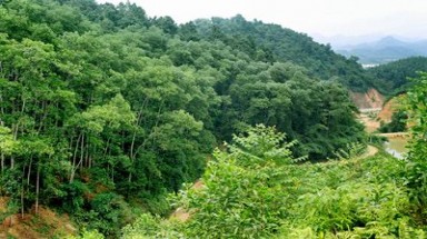  Tây Nguyên thu gần 500 tỷ đồng từ dịch vụ chi trả môi trường rừng