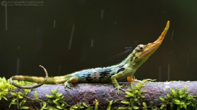  Khi nào thì một loài được gọi là tuyệt chủng?