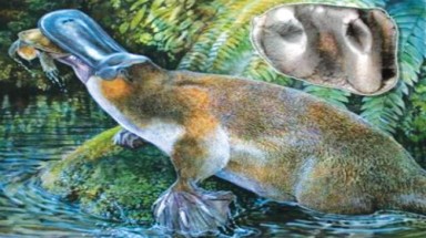 Thú mỏ vịt khổng lồ