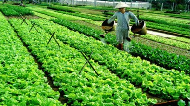  Thuốc bảo vệ thực vật ảnh hưởng đến người như thế nào?