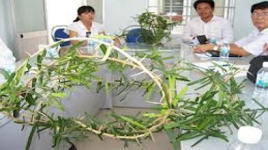  Khánh Hòa:Đổ xô trồng cây “thần dược”