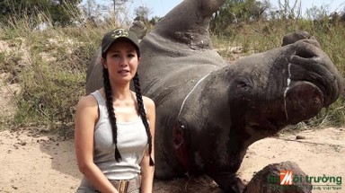 Phim ngắn: Diva Hồng Nhung kêu gọi cộng đồng không tiêu thụ sừng tê giác