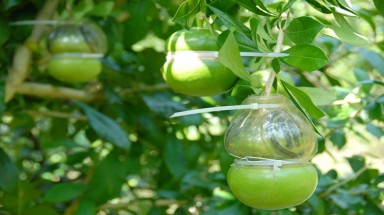  Cận cảnh đào tiên hồ lô giá hơn 1 triệu đồng/cặp ở miền Tây