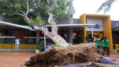  Bão "Nữ thần" khiến Bình Định tơi tả