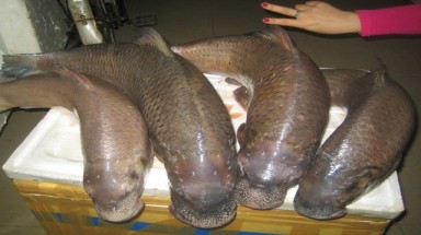  "Văn Lang đệ nhất ngư" nặng 5 - 7kg là không tưởng 