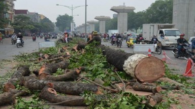  Chặt cây để làm đường: Hà Nội đang sai lầm?