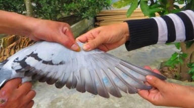  Bắt được chim bồ câu có nhiều ký tự lạ
