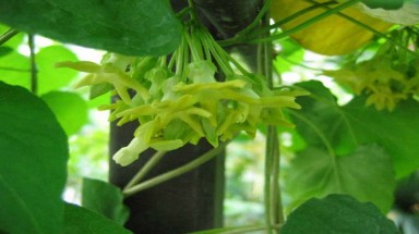   Hoa thiên lý - thần dược chữa bệnh trĩ
