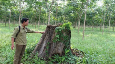  Yêu cầu kiểm tra lại vụ “Ban phát đất rừng cho quan chức”