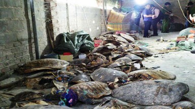  Khánh Hoà: Phát hiện 2 cơ sở tàng trữ 4.000 xác rùa biển