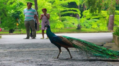  Tại sao chim trong vườn thú bị vô sinh?
