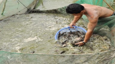  Đồng Tháp: Báo động tình trạng đánh bắt hủy diệt nguồn cá đồng