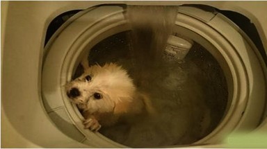  Hình ảnh những động vật đáng thương bị đày đọa