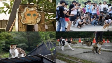  Houtong - Thị trấn của mèo